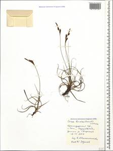 Carex liparocarpos subsp. bordzilowskii (V.I.Krecz.) T.V.Egorova, Caucasus, Black Sea Shore (from Novorossiysk to Adler) (K3) (Russia)