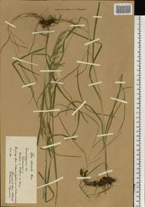 Poa trivialis L., Eastern Europe, Lower Volga region (E9) (Russia)