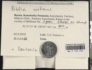 Pohlia nutans (Hedw.) Lindb., Bryophytes, Bryophytes - Chukotka & Kamchatka (B21) (Russia)