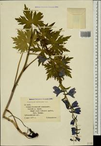 Delphinium speciosum M. Bieb., Caucasus, North Ossetia, Ingushetia & Chechnya (K1c) (Russia)