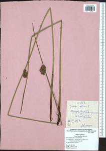 Juncus effusus L., Eastern Europe, Central region (E4) (Russia)