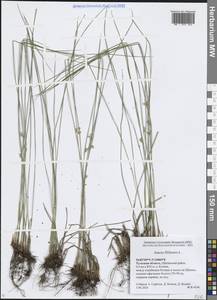 Juncus filiformis L., Eastern Europe, Central region (E4) (Russia)