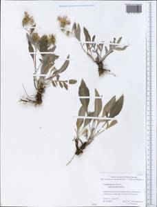 Psephellus marschallianus (Spreng.) C. Koch, Eastern Europe, Middle Volga region (E8) (Russia)
