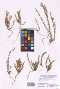 Salsola tamariscina Pall., Eastern Europe, Eastern region (E10) (Russia)