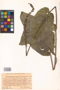 Verbascum nigrum L., Eastern Europe, Moscow region (E4a) (Russia)