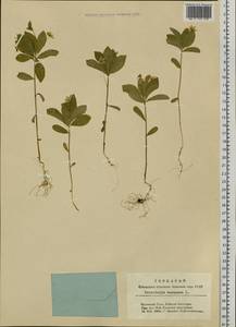 Lysimachia europaea (L.) U. Manns & Anderb., Siberia, Central Siberia (S3) (Russia)