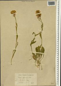 Fibigia suffruticosa (Vent.) Sweet, South Asia, South Asia (Asia outside ex-Soviet states and Mongolia) (ASIA) (Iran)