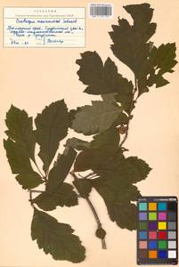 Crataegus maximowiczii C. K. Schneid., Siberia, Russian Far East (S6) (Russia)