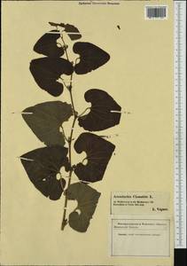 Aristolochia clematitis L., Western Europe (EUR) (Ukraine)