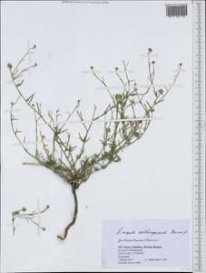 Limeum aethiopicum, Africa (AFR) (Namibia)