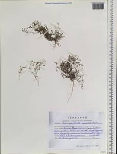 Psammophiliella muralis (L.) lkonn., Siberia, Altai & Sayany Mountains (S2) (Russia)
