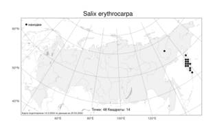 Salix erythrocarpa Kom., Atlas of the Russian Flora (FLORUS) (Russia)