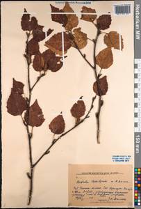 Betula ermanii var. lanata Regel, Siberia, Russian Far East (S6) (Russia)