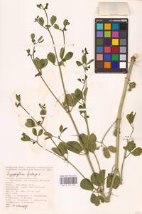 Zygophyllum fabago L., Eastern Europe, Lower Volga region (E9) (Russia)