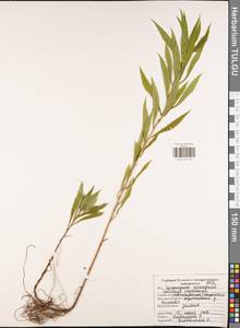 Solidago canadensis L., Eastern Europe, Central region (E4) (Russia)