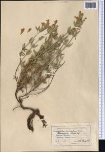 Dracocephalum diversifolium Rupr., Middle Asia, Western Tian Shan & Karatau (M3) (Kazakhstan)