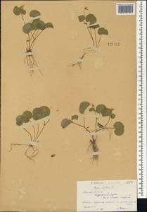 Viola biflora L., Siberia, Western (Kazakhstan) Altai Mountains (S2a) (Kazakhstan)