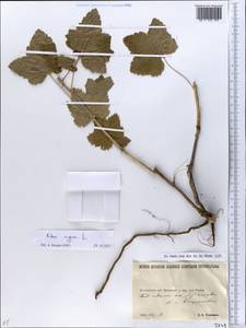 Ribes nigrum L., Eastern Europe, North Ukrainian region (E11) (Ukraine)