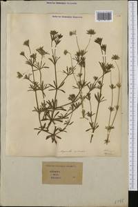 Asperula arvensis L., Western Europe (EUR) (Italy)