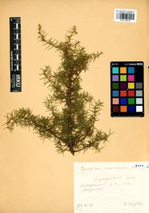 Juniperus communis L., Siberia, Baikal & Transbaikal region (S4) (Russia)