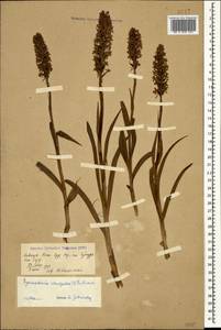 Gymnadenia conopsea (L.) R.Br., Caucasus, Georgia (K4) (Georgia)