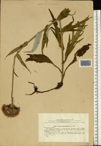 Cirsium heterophyllum (L.) Hill, Eastern Europe, North-Western region (E2) (Russia)