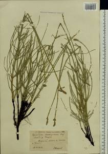 Equisetum ramosissimum Desf., Eastern Europe, Lower Volga region (E9) (Russia)
