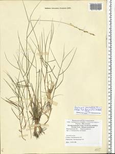 Elymus bungeanus (Trin.) Melderis, Eastern Europe, Central forest-and-steppe region (E6) (Russia)