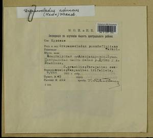 Drepanocladus aduncus (Hedw.) Warnst., Bryophytes, Bryophytes - Moscow City & Moscow Oblast (B6a) (Russia)