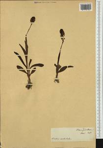 Neotinea ustulata (L.) R.M.Bateman, Pridgeon & M.W.Chase, Western Europe (EUR)