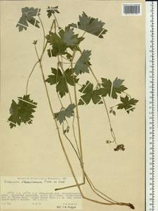 Geranium wlassovianum Fisch. ex Link, Siberia, Russian Far East (S6) (Russia)