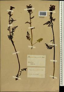 Pedicularis compacta Stephan ex Willd., Siberia, Baikal & Transbaikal region (S4) (Russia)