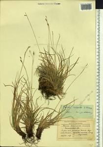Carex rhizina subsp. reventa (V.I.Krecz.) T.V.Egorova, Siberia, Baikal & Transbaikal region (S4) (Russia)