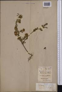 Spiraea crenata L., Middle Asia, Northern & Central Kazakhstan (M10) (Kazakhstan)