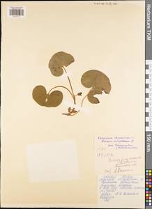 Asarum europaeum L., Eastern Europe, Central region (E4) (Russia)