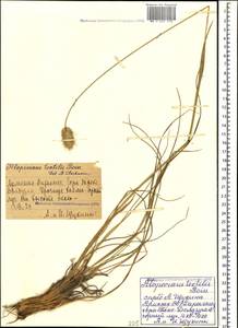 Alopecurus textilis Boiss., Caucasus, Armenia (K5) (Armenia)