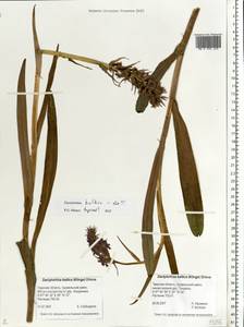 Dactylorhiza majalis subsp. baltica (Klinge) H.Sund., Eastern Europe, North-Western region (E2) (Russia)