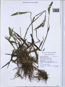 Paspalum dilatatum Poir., Western Europe (EUR) (Spain)