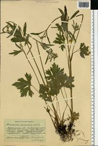 Ranunculus acris subsp. friesianus (Jord.) Syme, Eastern Europe, Northern region (E1) (Russia)