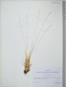 Festuca pseudosulcata Drobow, Siberia, Russian Far East (S6) (Russia)