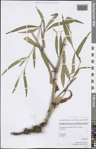 Koenigia divaricata (L.) T. M. Schust. & Reveal, Eastern Europe, Eastern region (E10) (Russia)