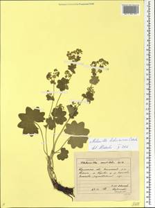 Alchemilla tichomirovii Czkalov, Eastern Europe, Eastern region (E10) (Russia)
