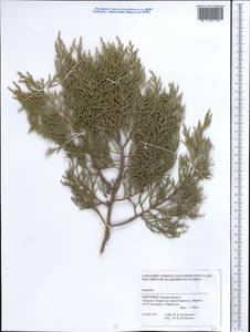 Juniperus, Middle Asia, Pamir & Pamiro-Alai (M2) (Kyrgyzstan)