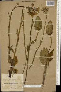 Tephroseris cladobotrys subsp. subfloccosa (Schischk.) Greuter, Caucasus, Azerbaijan (K6) (Azerbaijan)
