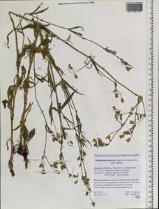 Silene aprica Turcz. ex Fisch. & C. A. Mey., Siberia, Russian Far East (S6) (Russia)