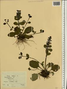 Ajuga reptans L., Eastern Europe, South Ukrainian region (E12) (Ukraine)