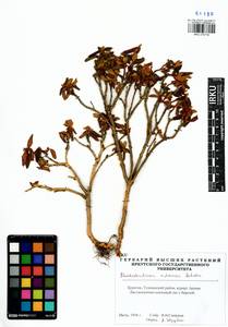 Rhododendron adamsii Rehder, Siberia, Baikal & Transbaikal region (S4) (Russia)