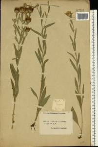 Centaurea jacea L., Eastern Europe, South Ukrainian region (E12) (Ukraine)