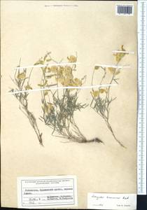 Astragalus krauseanus Regel, Middle Asia, Western Tian Shan & Karatau (M3) (Uzbekistan)