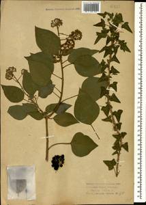 Hedera helix L., Caucasus, Abkhazia (K4a) (Abkhazia)